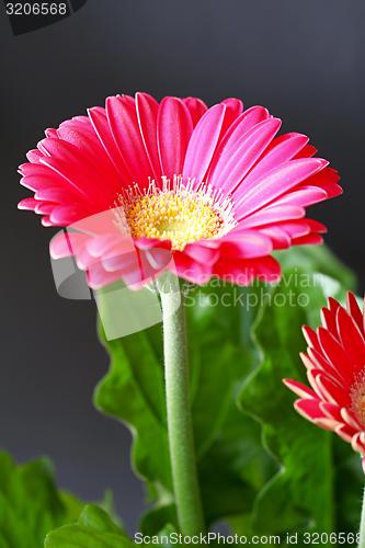 Image of flower with pink blossom