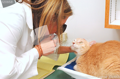 Image of Veterinarian