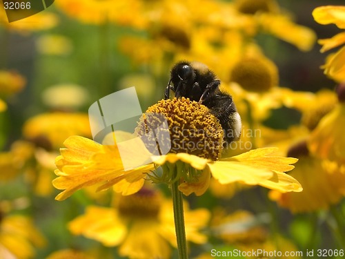 Image of bee at work