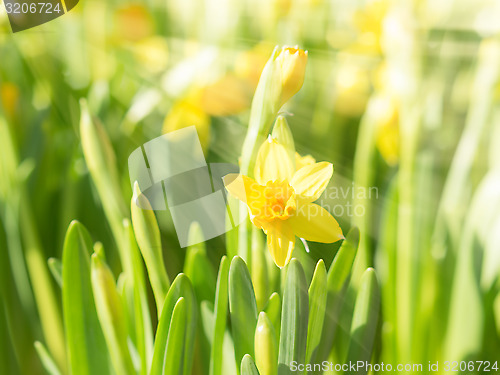 Image of Spring blossoming yellow daffodils narcissi flowers with bright 