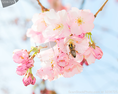 Image of Bee pollinating springtime blooming orchard fruit garden