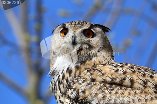 Image of Horned Owl (Bubo virginianus)