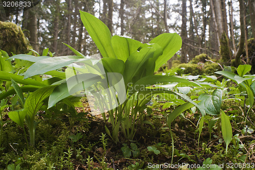 Image of Wild garlic