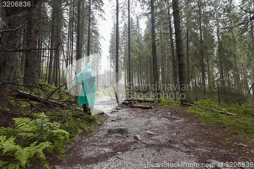 Image of Young Hiker wearing green raincoat walking on Tatry forest path