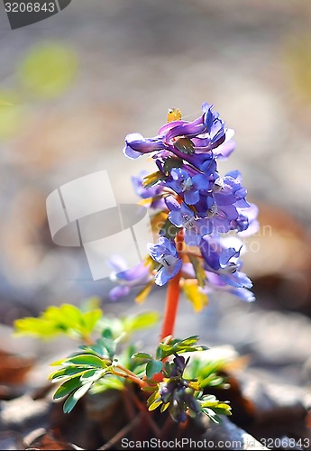 Image of Primrose - Corydalis forest