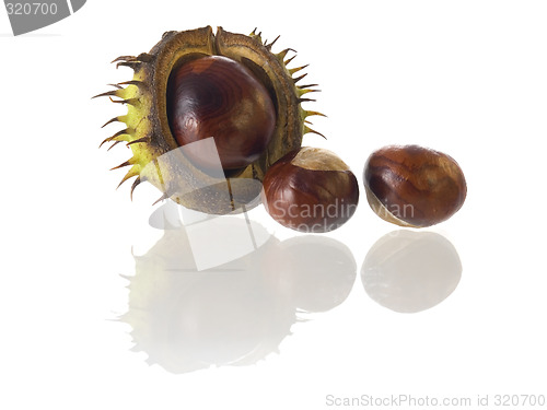 Image of chestnut