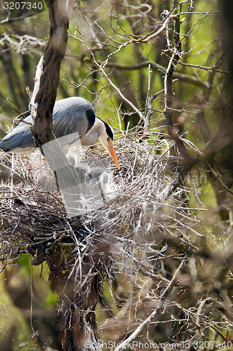 Image of Grey heron