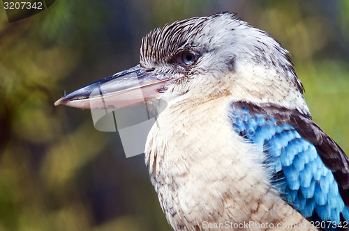 Image of Blue-winged kookaburra