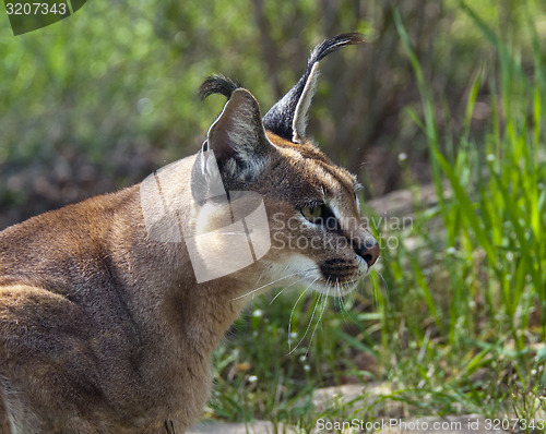 Image of Caracal