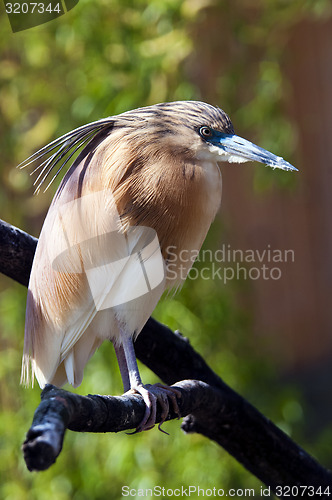 Image of Squacco heron