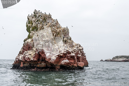 Image of Wild birds and seagull on ballestas island, Peru
