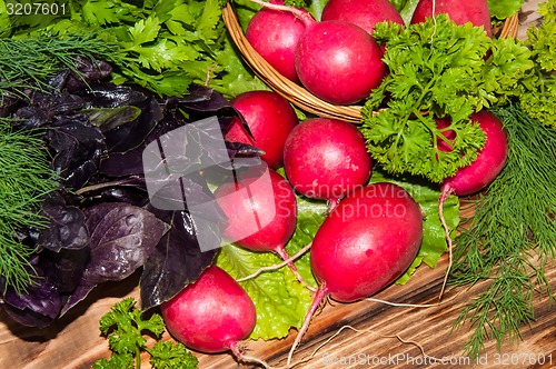 Image of Red garden radish and fresh herbs