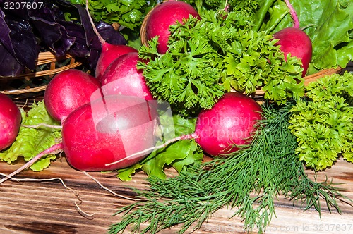 Image of Red garden radish and fresh herbs