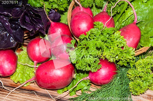 Image of Red garden radish and fresh herbs