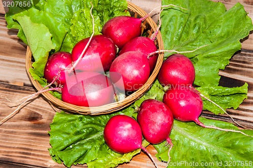 Image of Red garden radish and fresh herbs