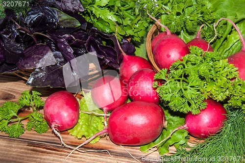 Image of Red garden radish and fresh herbs