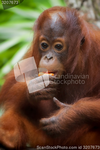 Image of Borneo Orangutan