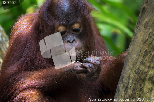 Image of Borneo Orangutan