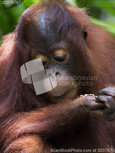 Image of Borneo Orangutan