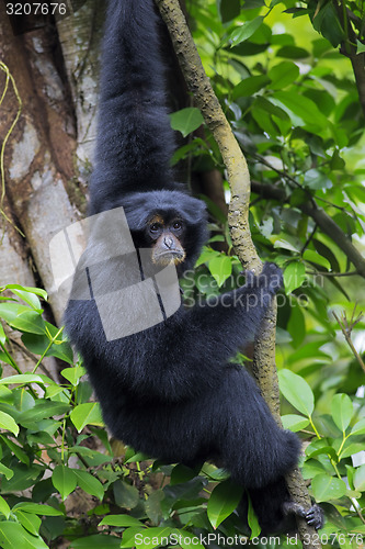 Image of Siamang Gibbon