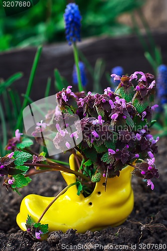 Image of care of ornamental flowers in pots 