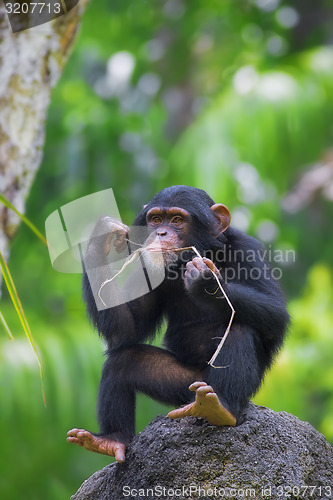 Image of Common Chimpanzee