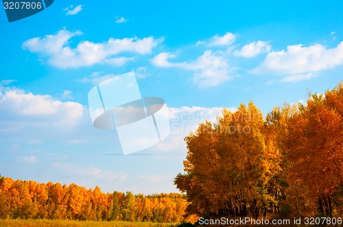 Image of Autumn trees