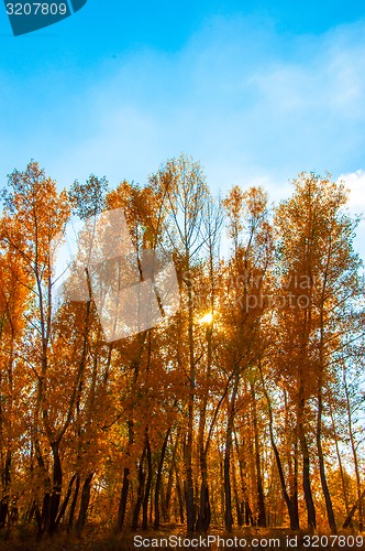 Image of Autumn trees