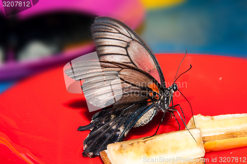 Image of Butterfly Papilio,