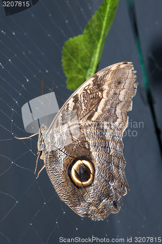 Image of Butterfly Papilio,