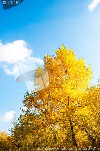 Image of Autumn trees