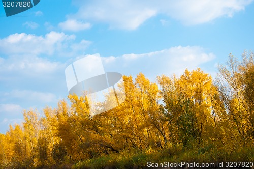 Image of Autumn trees