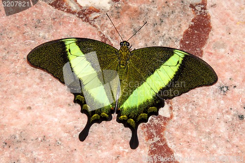 Image of Butterfly Papilio,