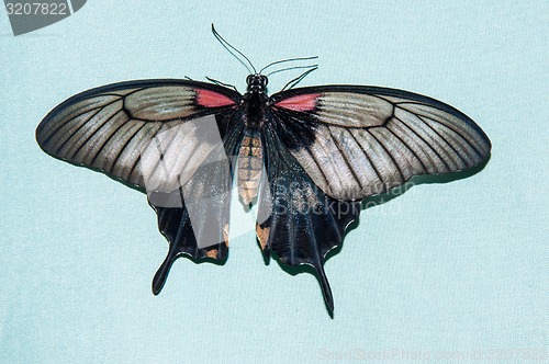 Image of Butterfly Papilio,