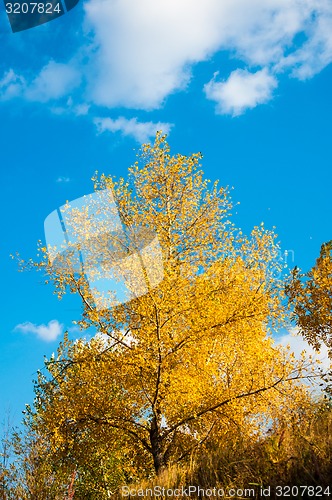 Image of Autumn trees