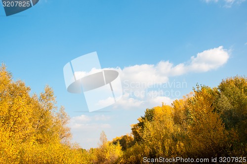 Image of Autumn trees