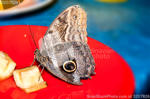 Image of Butterfly Papilio,