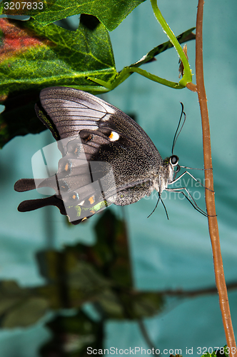 Image of Butterfly Papilio,