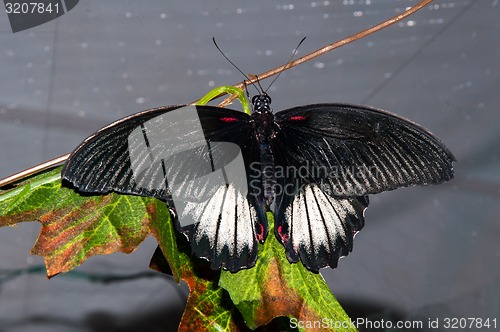 Image of Butterfly Papilio,