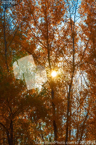 Image of Autumn trees