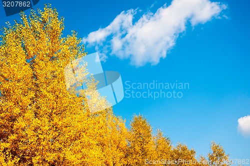 Image of Autumn trees