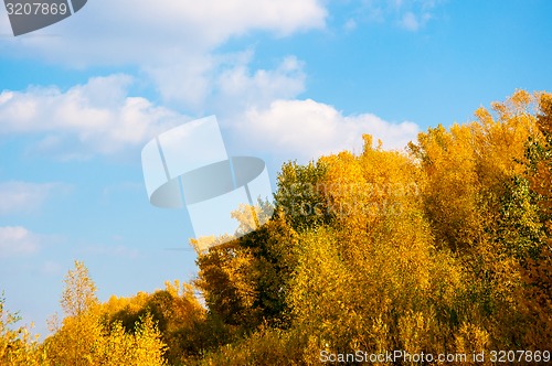 Image of Autumn trees