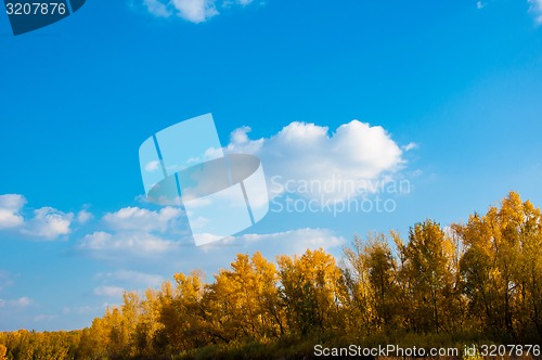 Image of Autumn trees