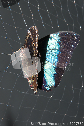 Image of Butterfly Papilio,