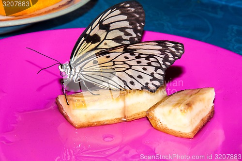 Image of Butterfly Papilio,