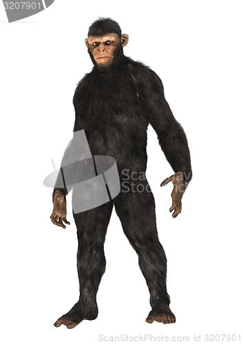 Image of Chimpanzee