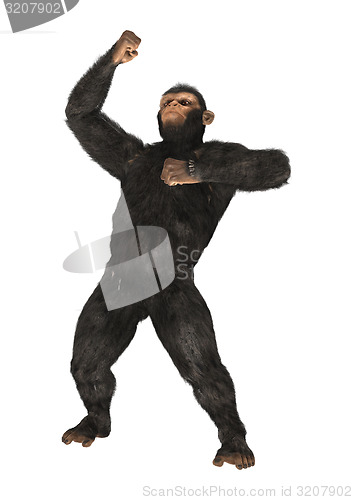 Image of Chimpanzee