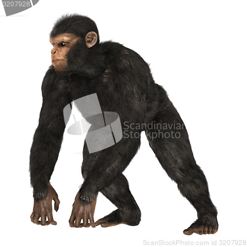 Image of Chimpanzee