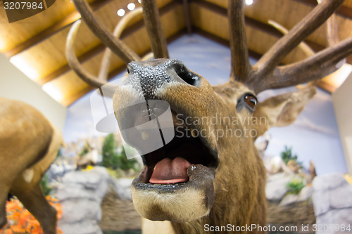 Image of taxidermy stuffed deer buck