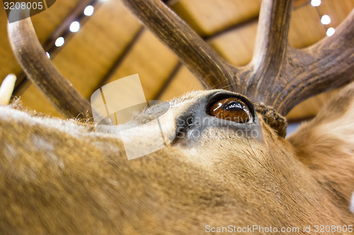 Image of taxidermy stuffed deer buck